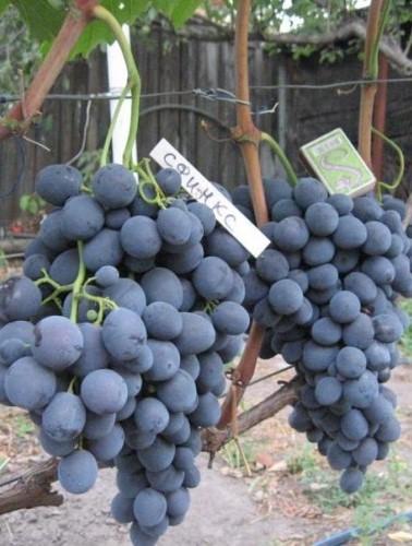 Виноград Сфинкс