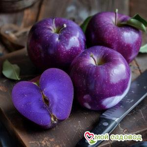 Яблоня Вайлет